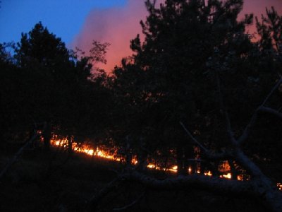 Tik preden je zajel krošnje borovcev