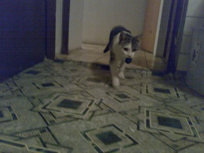 MUC KI PRIDNO ZBIRA ZAMAŠKE