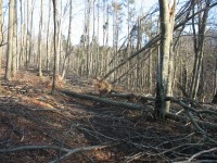 pogled na pot ob cesti